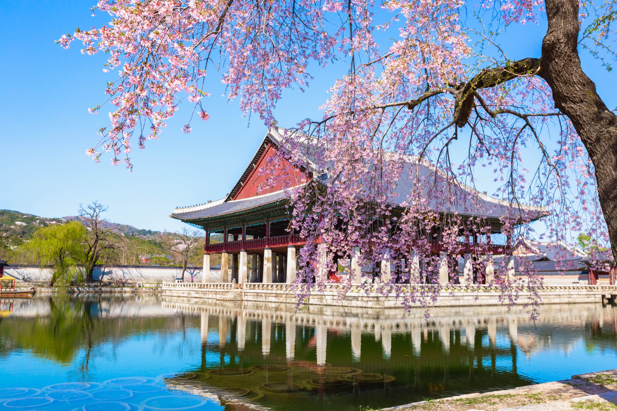 Gyeongbokgung Palace reflected in a pond beneath pink cherry blossoms in Seoul.