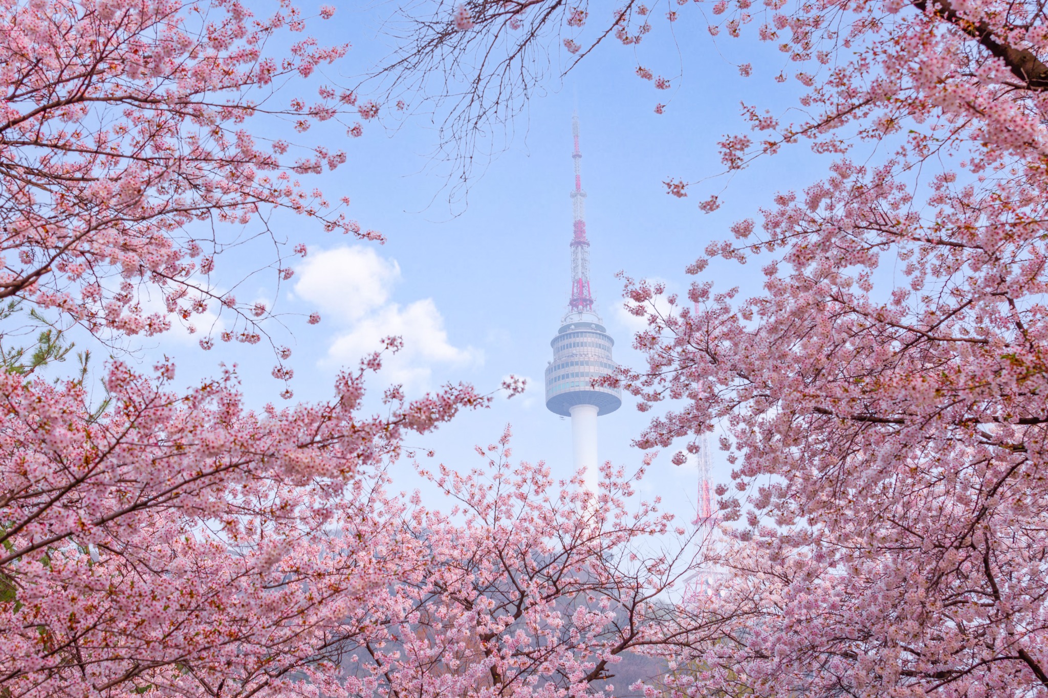 N Seoul Tower framed by pink cherry blossoms against a blue spring sky.
