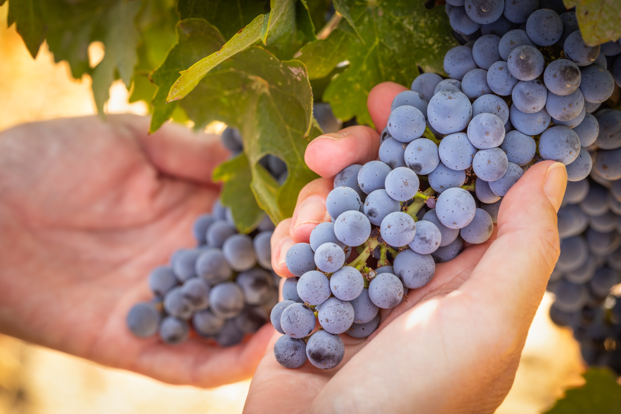 Top 30 Things to Do in Napa Valley in 2026: Wine Country, Balloons, and Booking-Ready Tours
