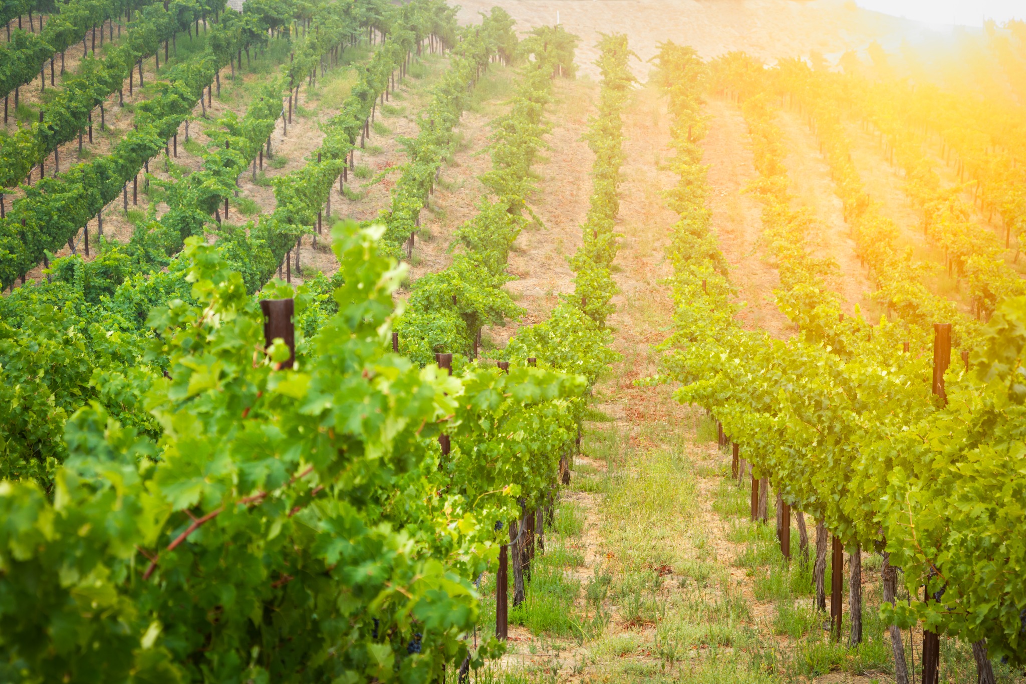 Rows of vibrant green grapevines stretch across a hillside as warm morning sunlight fills the Napa Valley wine-country landscape. Alternative text: Green vineyard rows glowing in warm morning sunlight in Napa Valley, California. Title: Morning Sunlight in a Napa Valley Vineyard Caption: Warm morning light shines across orderly Napa Valley vineyard rows. Description: Rows of vibrant green grapevines stretch across a hillside as warm morning sunlight fills the Napa Valley wine-country landscape.