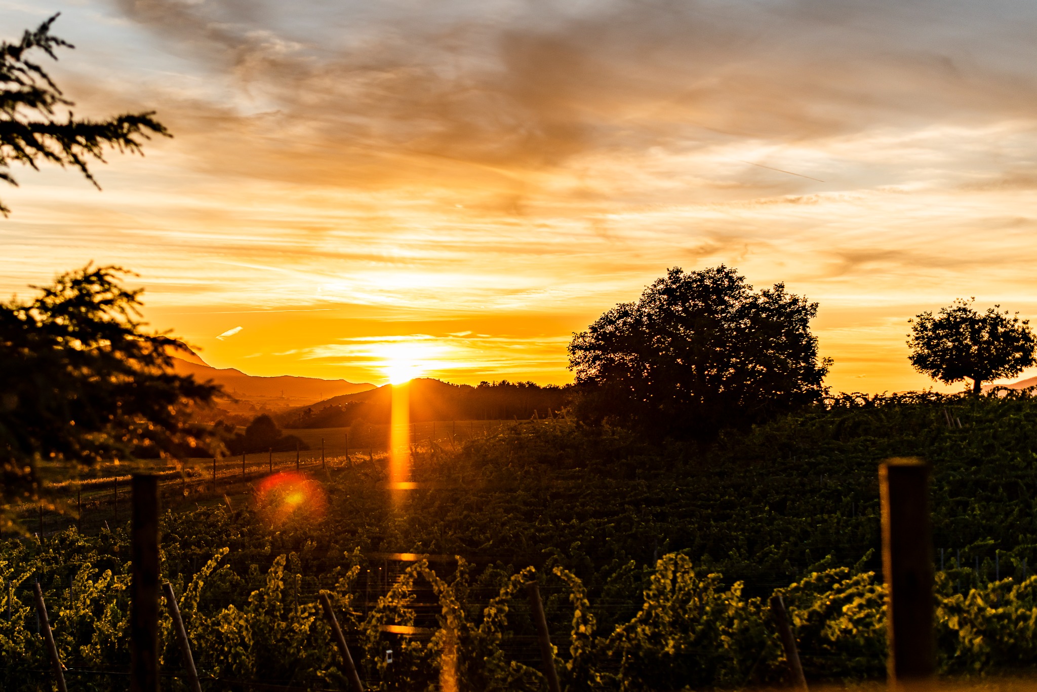 A dramatic golden sunset illuminates vineyard rows, rolling hills, and silhouetted trees in Napa Valley, California. Alternative text: Golden sunset over vineyard rows, hills, and silhouetted trees in Napa Valley. Title: Sunset Over a Napa Valley Vineyard Caption: Golden evening light spreads across a Napa Valley vineyard at sunset. Description: A dramatic golden sunset illuminates vineyard rows, rolling hills, and silhouetted trees in Napa Valley, California.