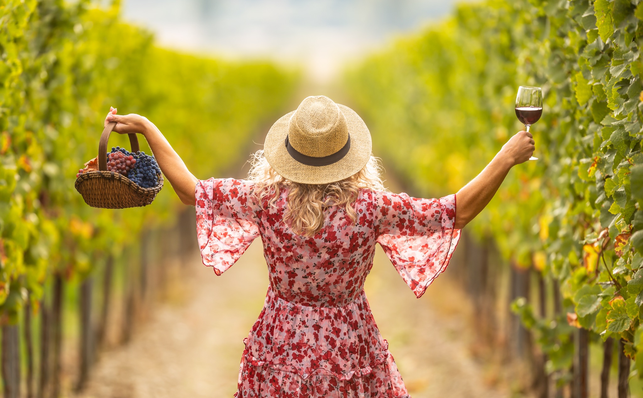 A woman in a floral dress and straw hat raises a glass of red wine and a basket of ripe grapes between vineyard rows in Napa Valley. Alternative text: Woman in a vineyard holding a glass of red wine and a basket filled with grapes. Title: Wine and Grape Harvest in Napa Valley Caption: A celebratory vineyard moment with Napa Valley wine and freshly harvested grapes. Description: A woman in a floral dress and straw hat raises a glass of red wine and a basket of ripe grapes between vineyard rows in Napa Valley.