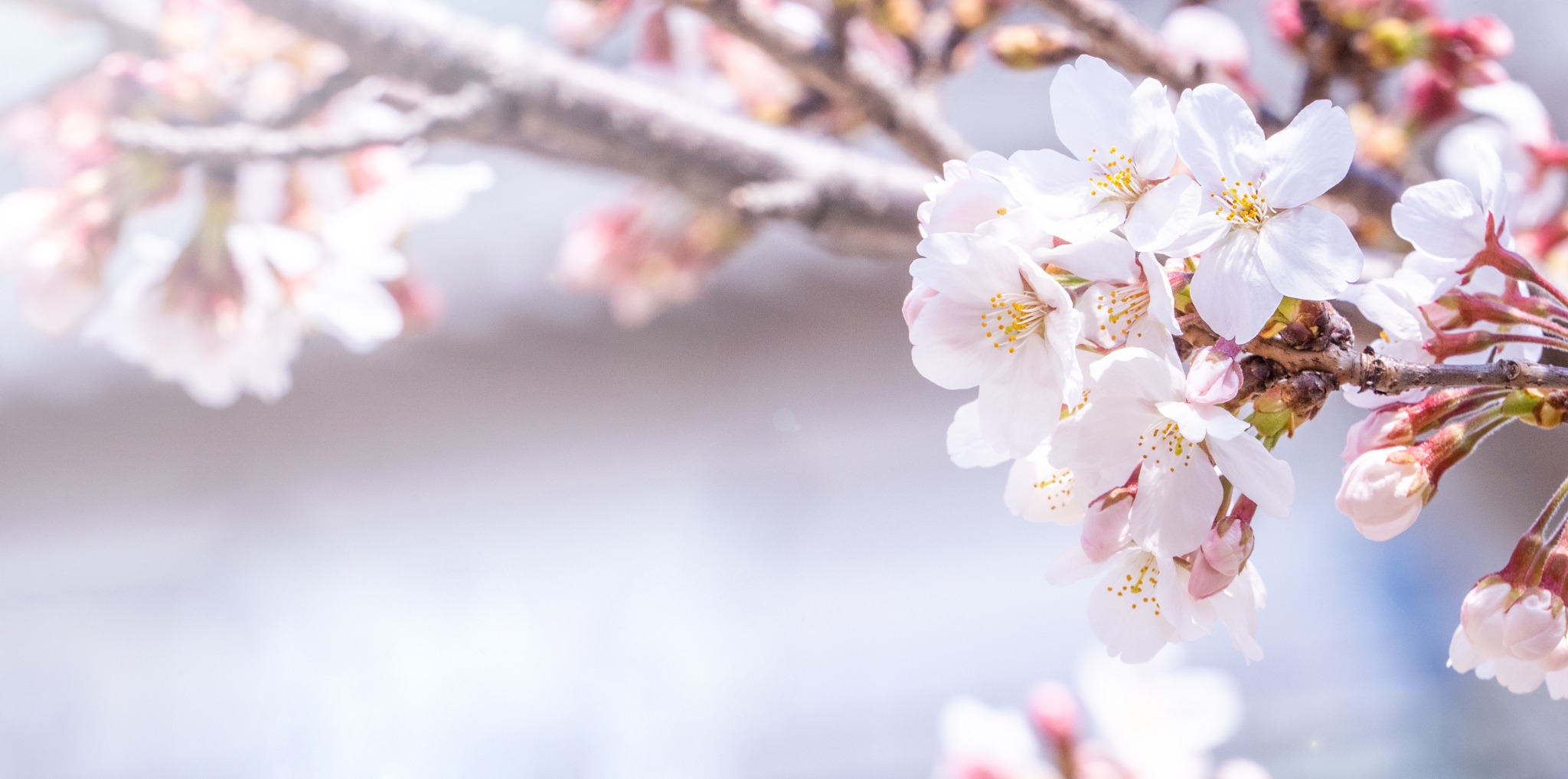 A delicate close-up of pale pink and white cherry blossoms on a branch, representing Osaka during Japan's popular spring sakura season.
